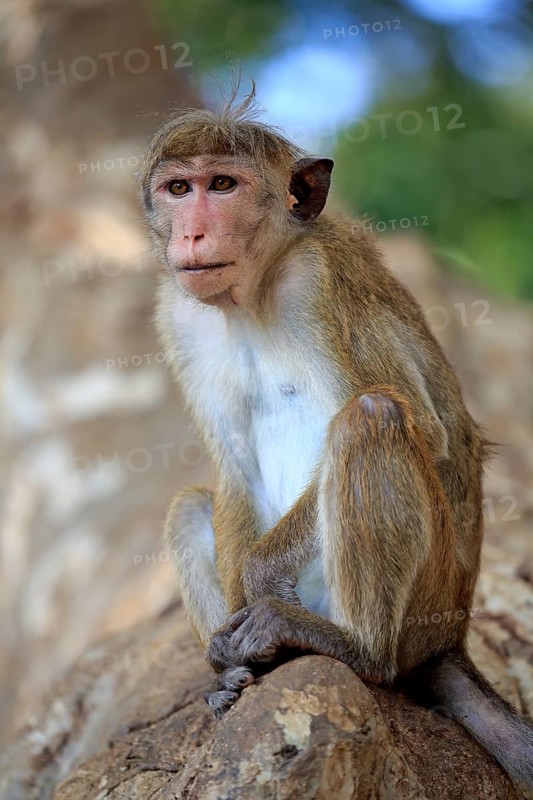 Toque macaque