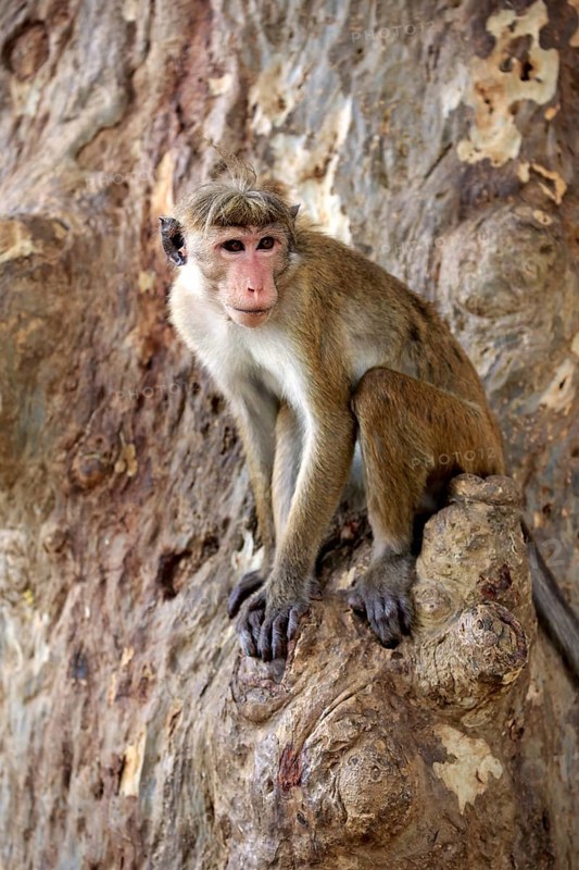 Toque macaque