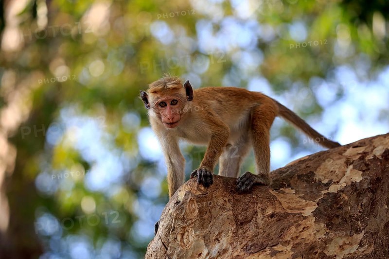 Toque macaque