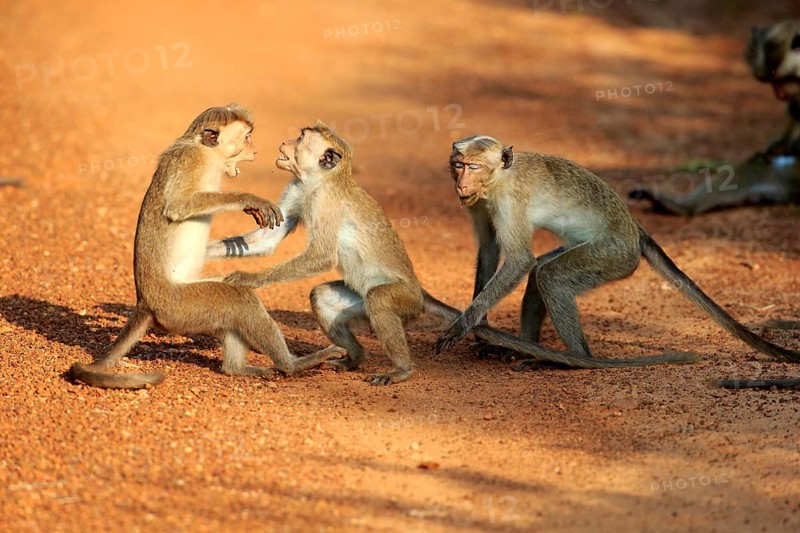 Toque macaque