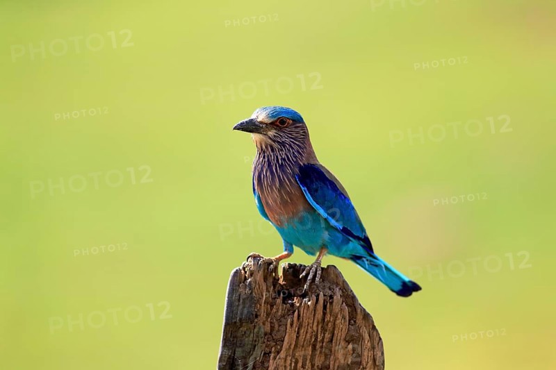 Indian roller