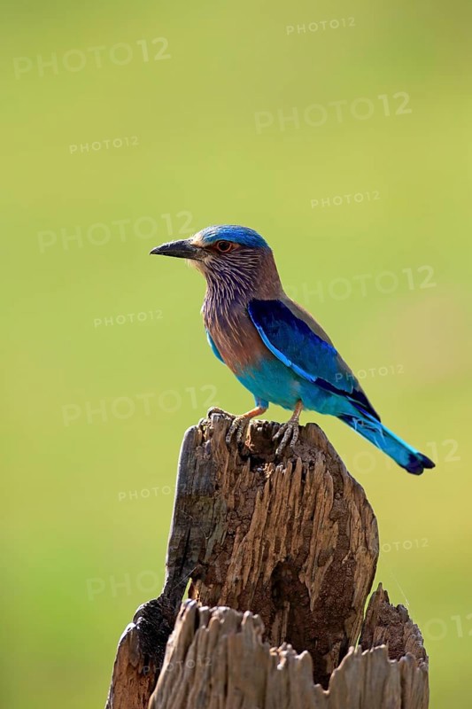 Indian roller