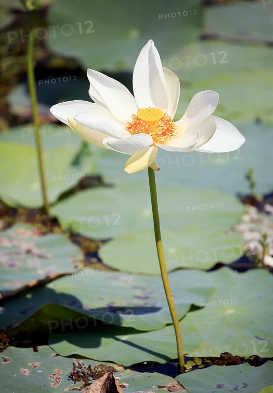 Indian lotus