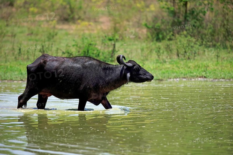 Water buffalo