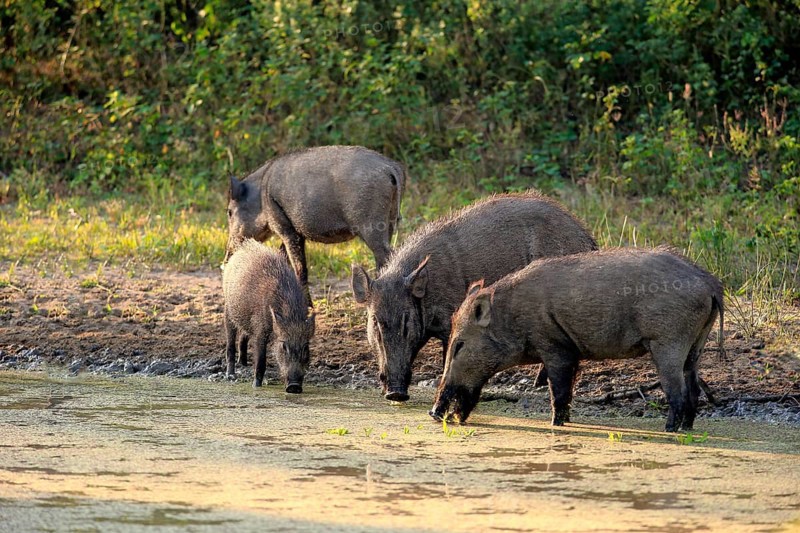 Wild boar