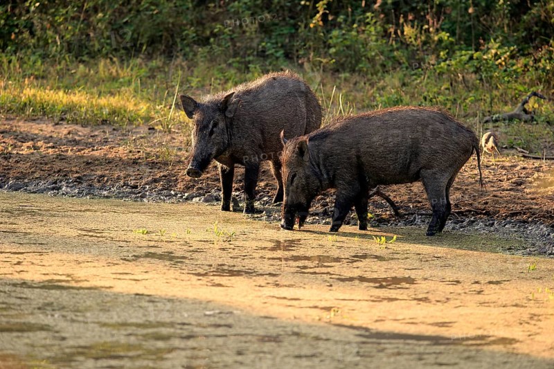 Wild boar