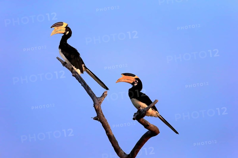 Malabar pied hornbill