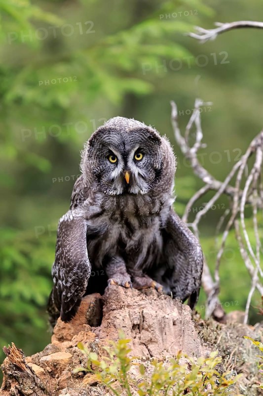 Great grey owl