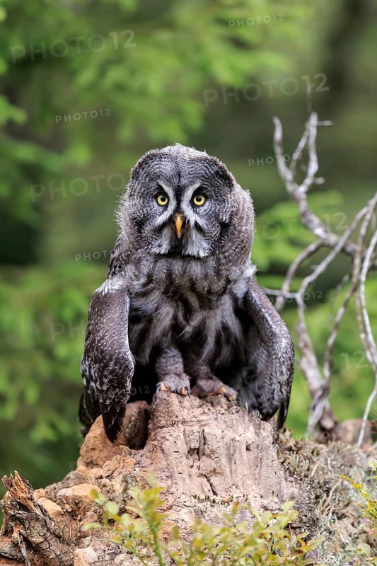 Great grey owl