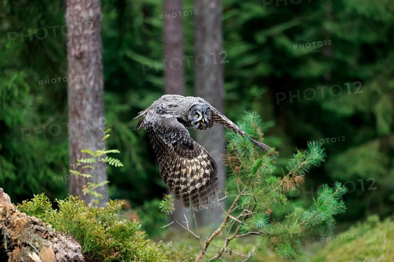 Great grey owl