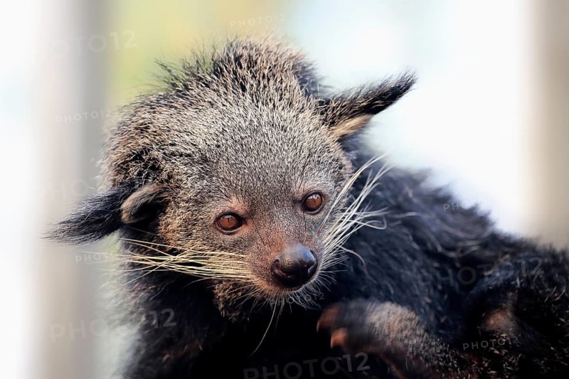 Binturong or bearcat
