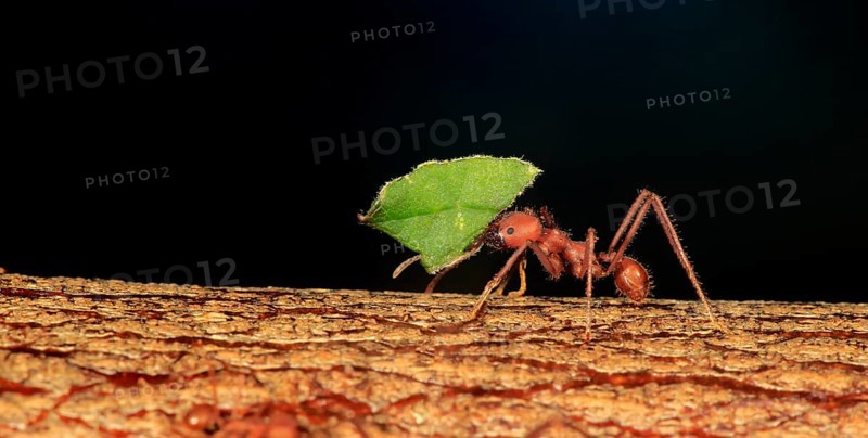 Leafcutter ant