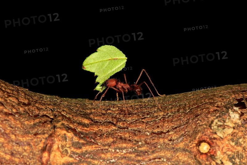 Leafcutter ant
