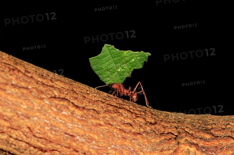 Leafcutter ant