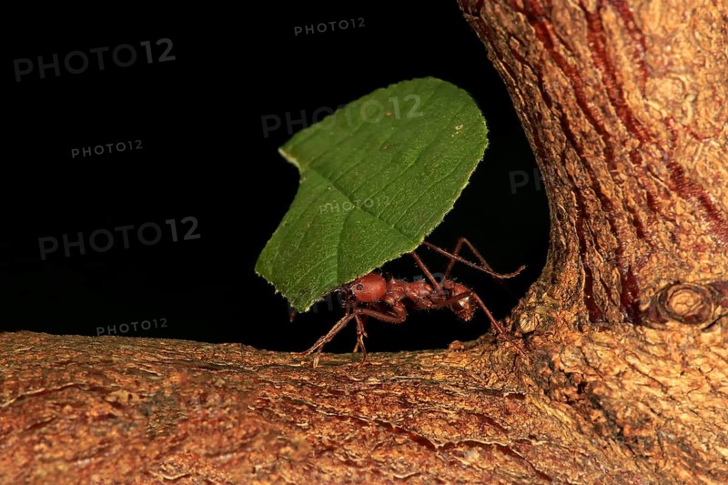 Leafcutter ant