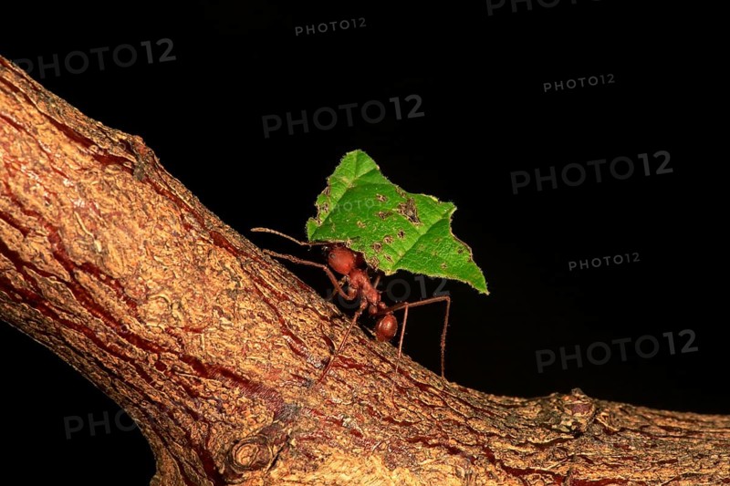 Leafcutter ant