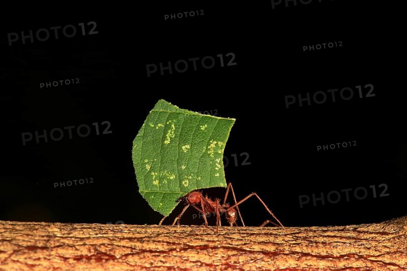 Leafcutter ant