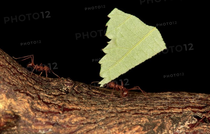 Leafcutter ants