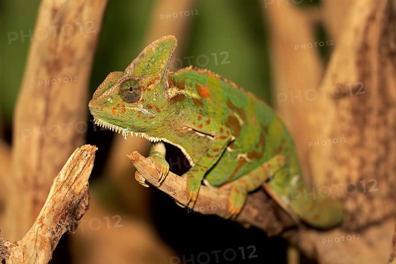 Veiled chameleon