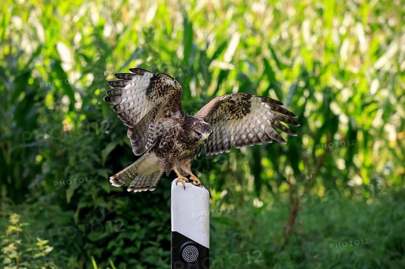 Common buzzard