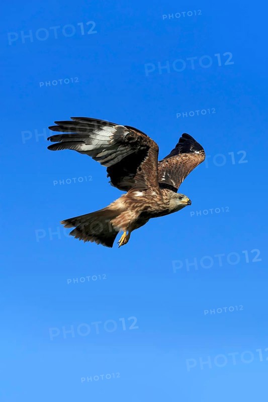 Red kite