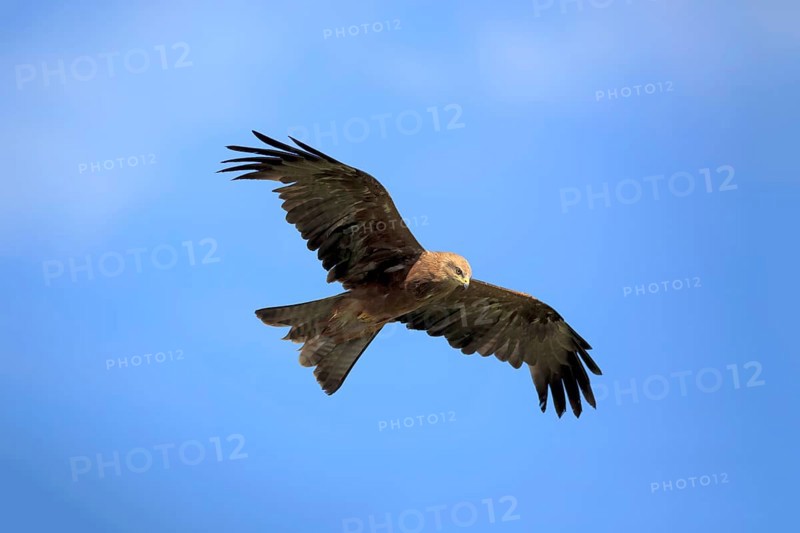 Red kite