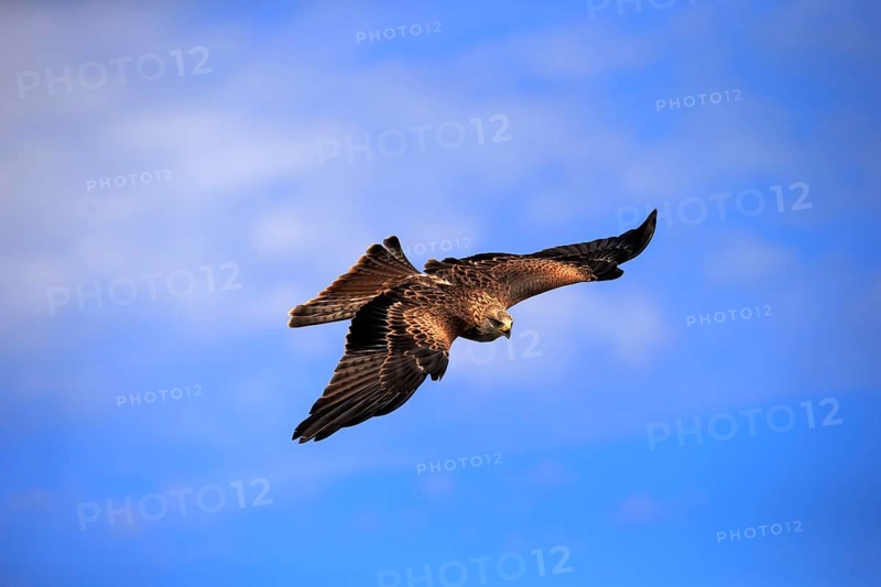 Red kite