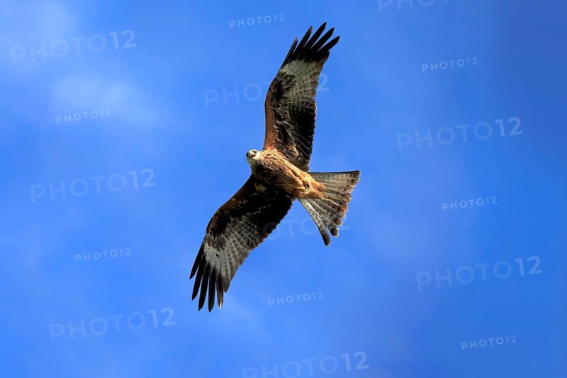 Red kite