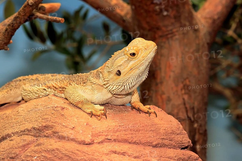 Central or inland bearded dragon
