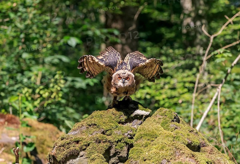 Eurasian eagle-owl