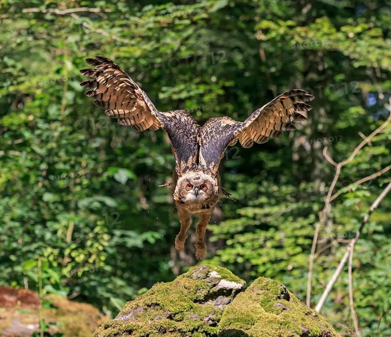Eurasian eagle-owl