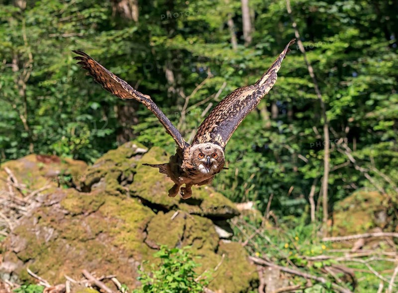 Eurasian eagle-owl