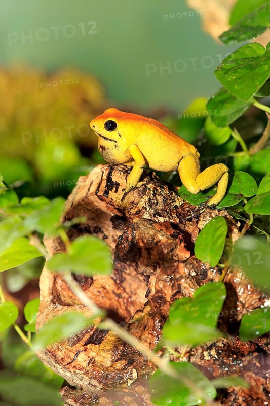 Black-legged poison frog