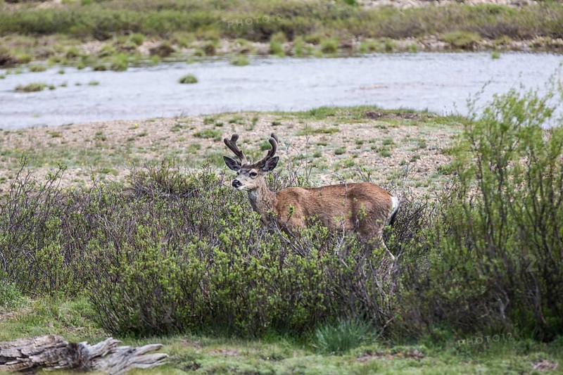 Mule deer