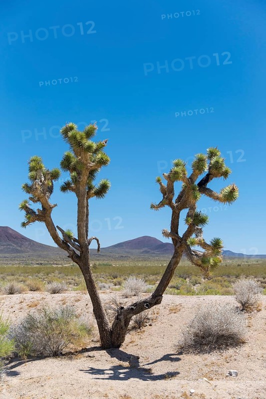 Joshua tree