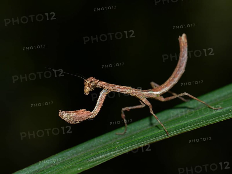 Mantis