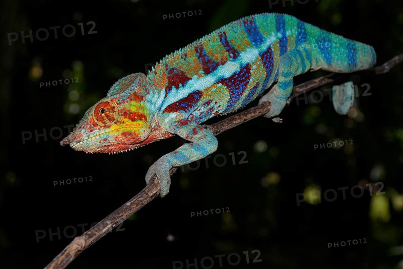 Panther chameleon