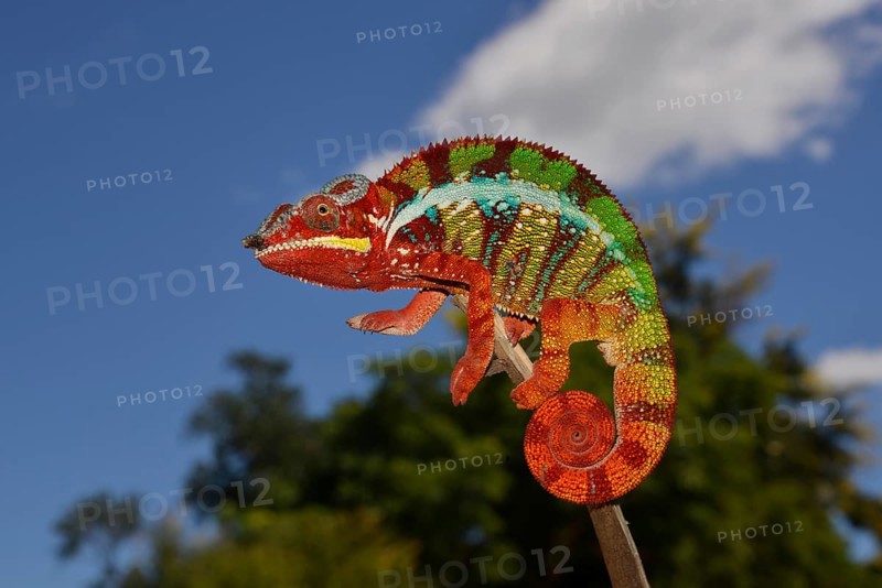 Panther chameleon