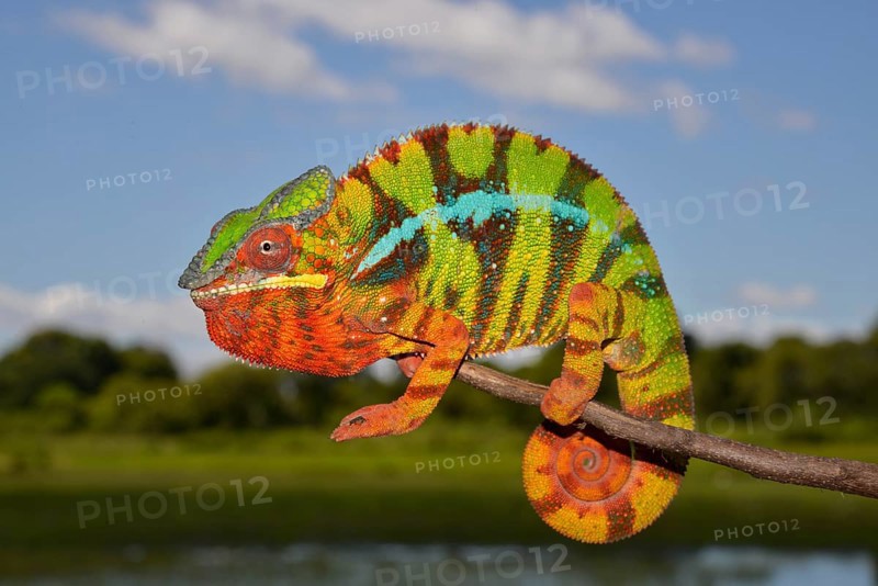 Panther chameleon