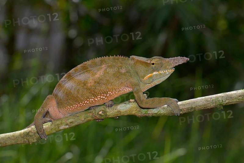Chameleon