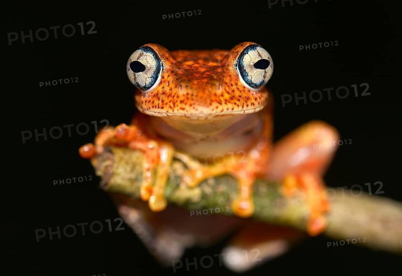 A nocturnal frog
