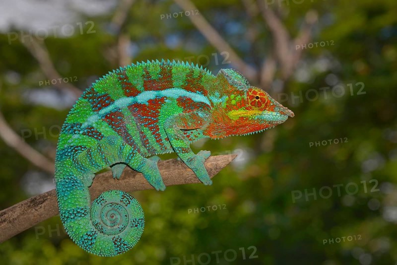 Panther chameleon