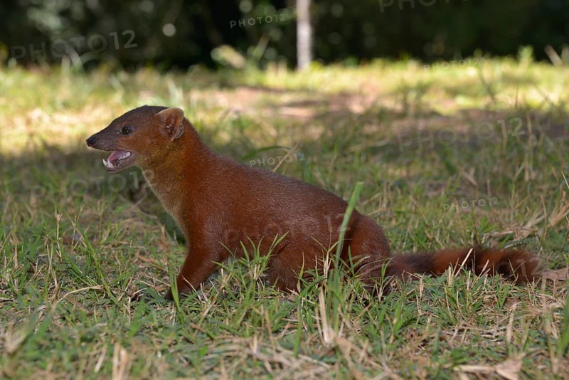 Ring-tailed mongoose