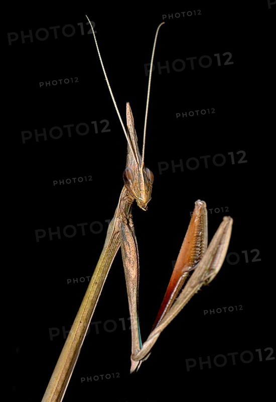 Mantis