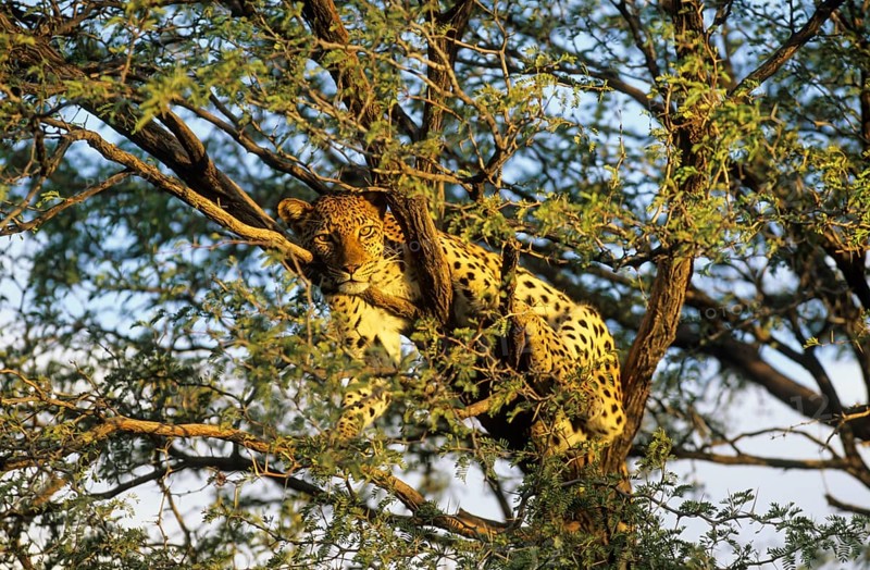 Leopard