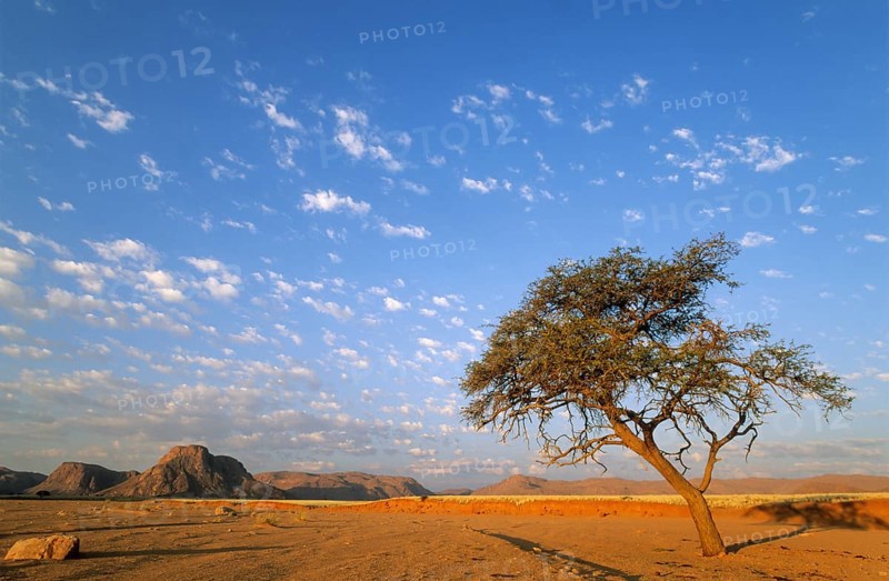 Camelthorn tree
