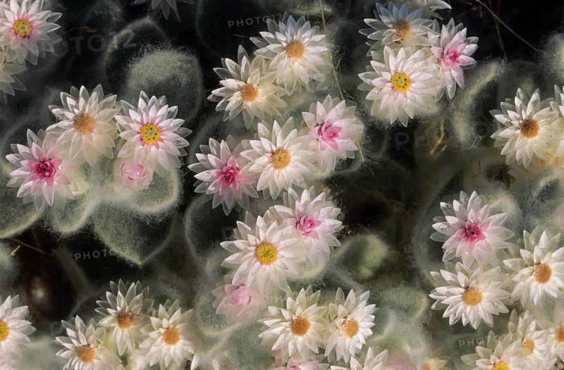 South-West Edelweiss