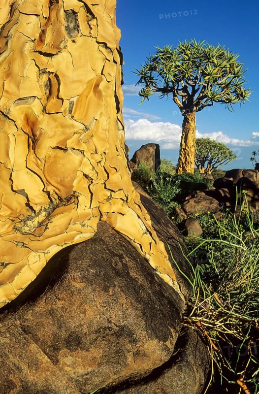 Quiver Tree