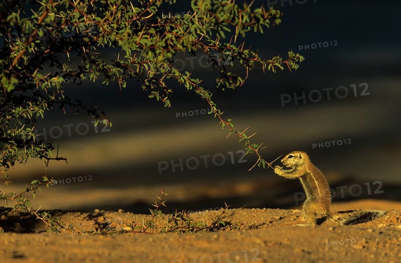 Cape Ground Squirrel