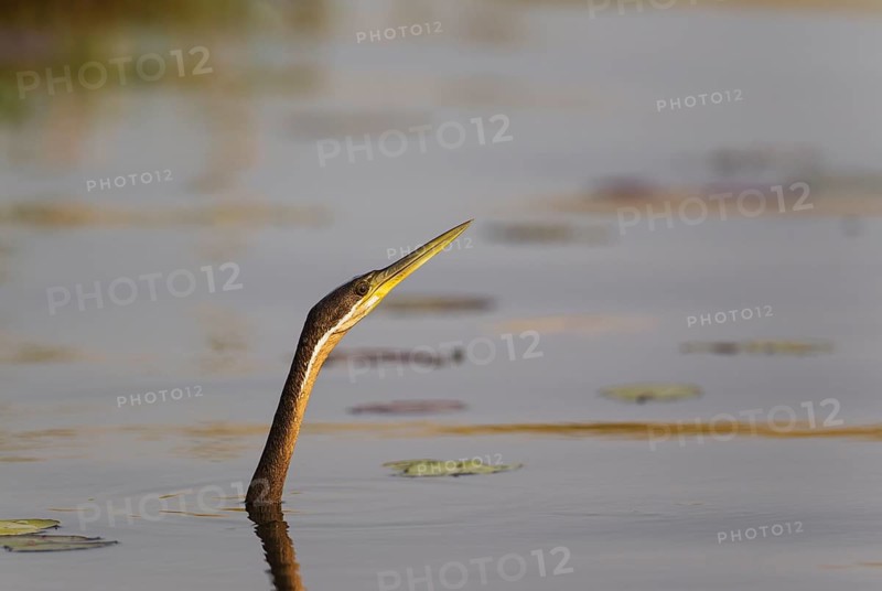 African Darter
